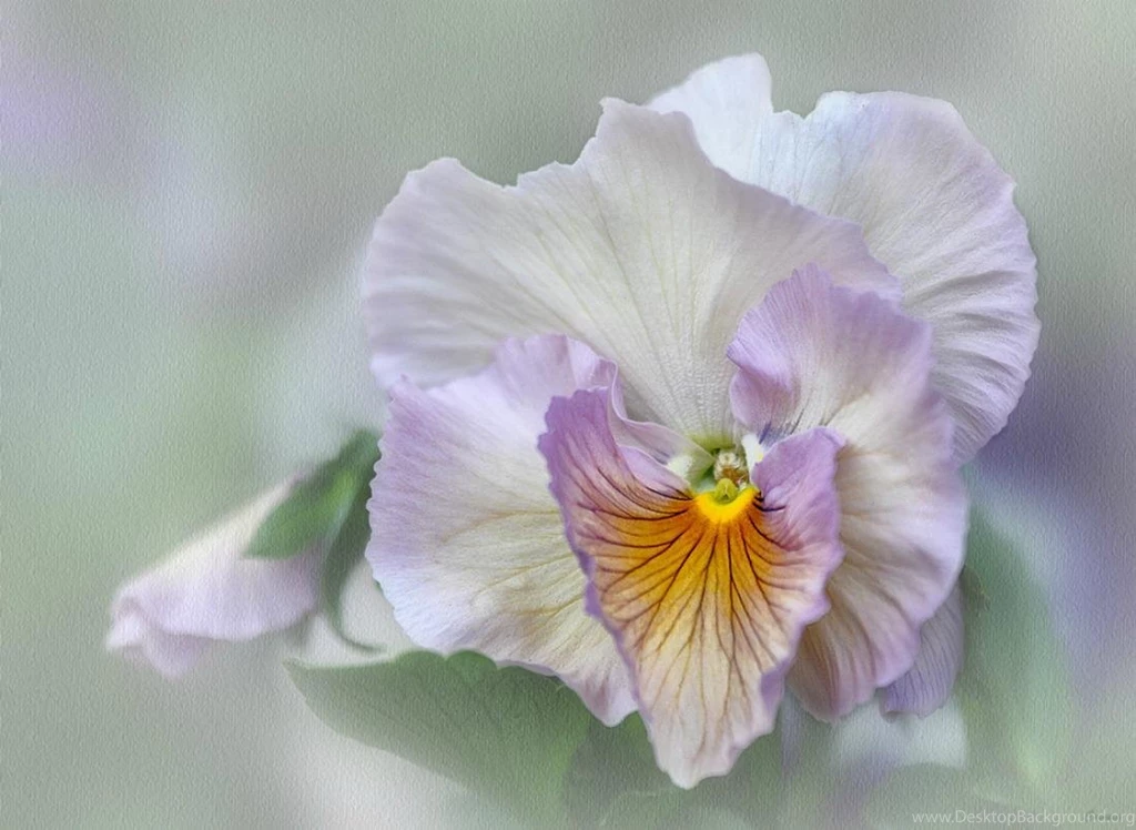 HOPE IS HER NAME WALLPAPER   (