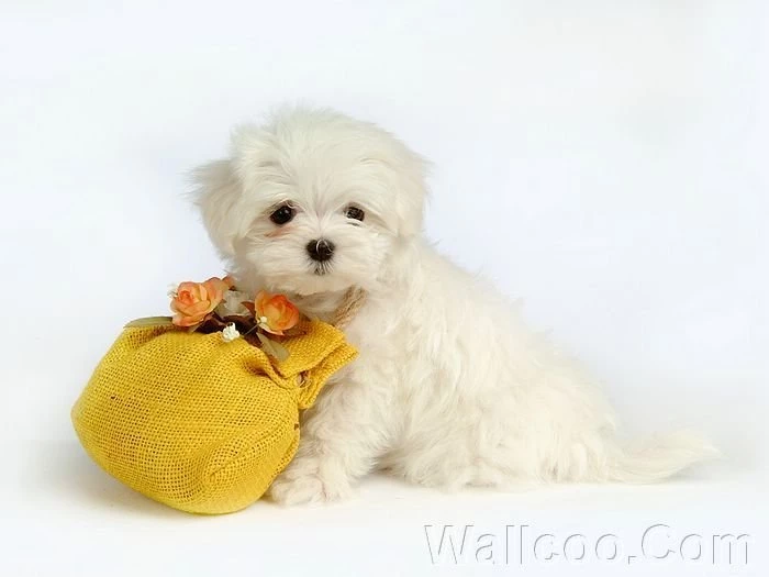 Cuddly Fluffy Maltese Puppy Puppies Photo (13985980) Fanpop