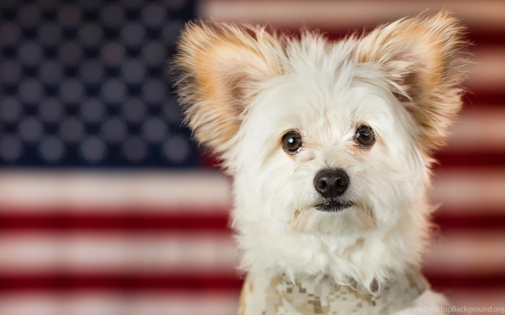 Download Wallpapers 1680x1050 Maltese, Puppy, Dog 1680x1050 HD ...