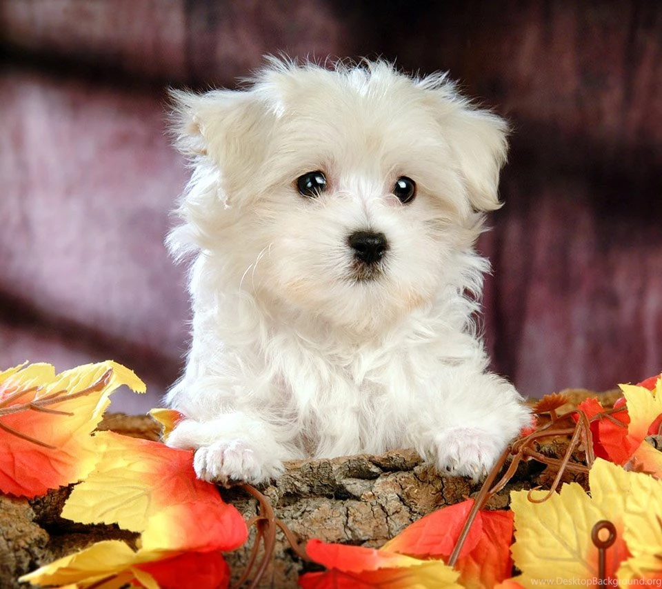 Cute Puppies   Flikie Wallpapers