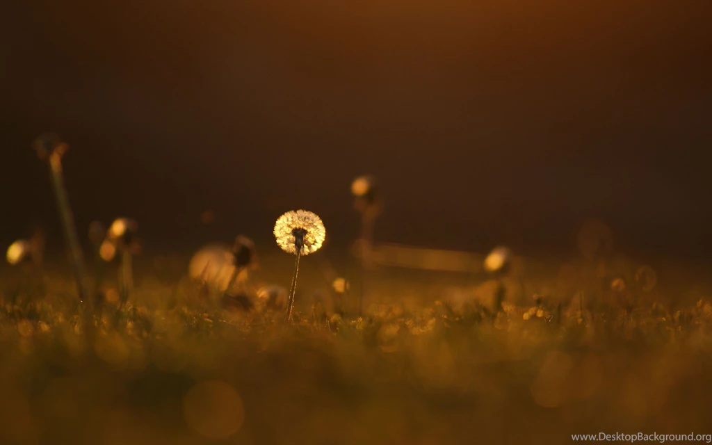 Light Color Grass Dandelion Meadow Close up Grass Flower Mood ...