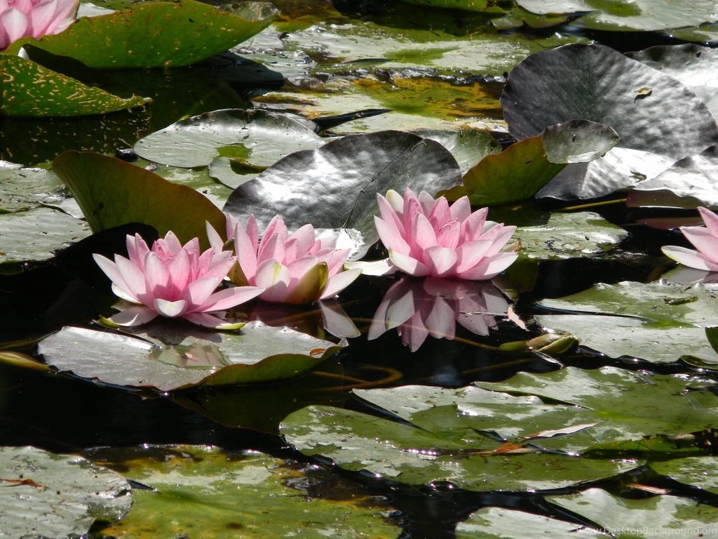 Water Lily Pond Of The Monet Estate (6/7) By Melofarcephotography ...