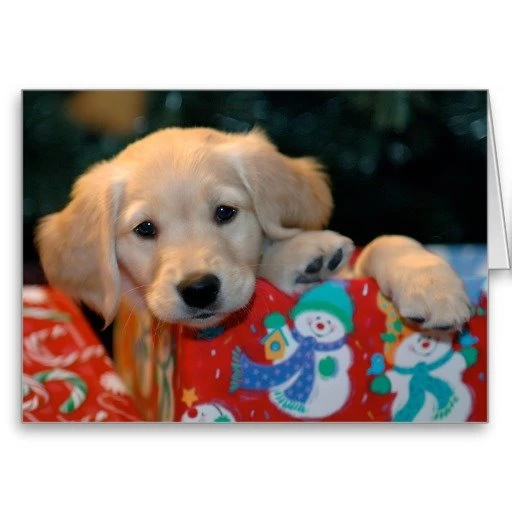 Jestingstock.com Golden Retriever Puppy Christmas Wallpapers