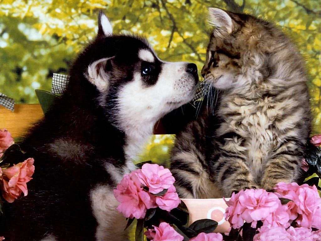 Puppies And Kittens Wallpapers Wallpapers Cave