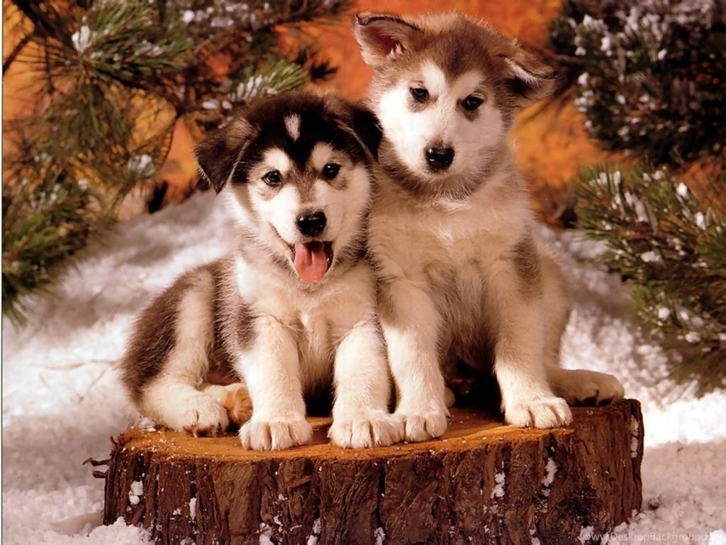 Puppy World: Christmas Puppy Photos. Christmas Puppy Photos ...