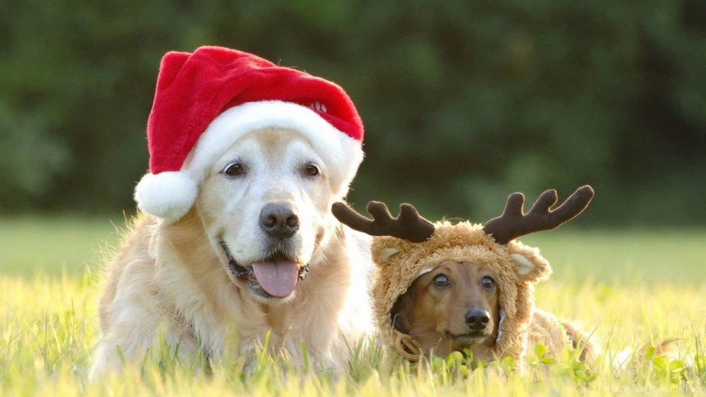 Dogs Wallpapers Page 85: Jazz Thinks Lion Golden Retriever Grass ...