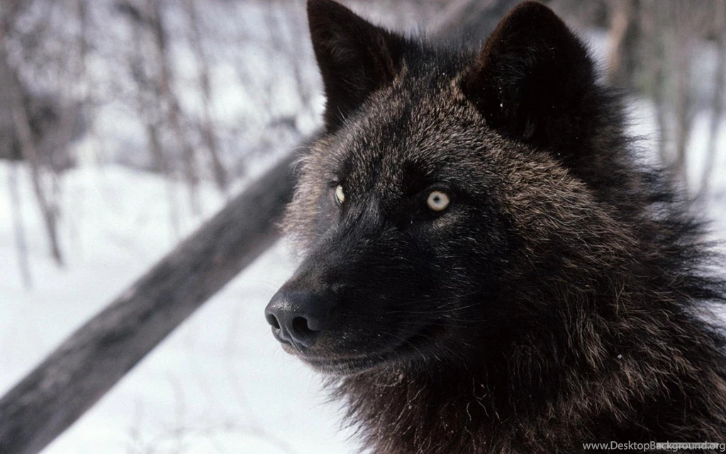 Wolf Wallpapers Stay1004