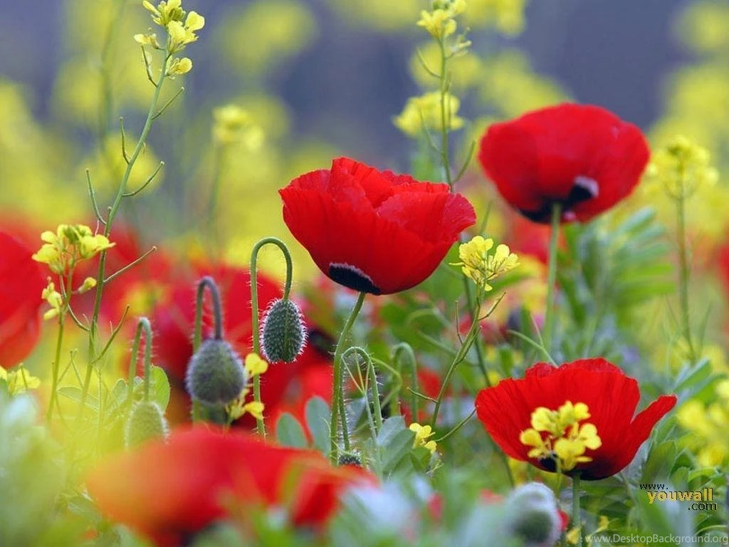 RED POPPIES WALLPAPER (