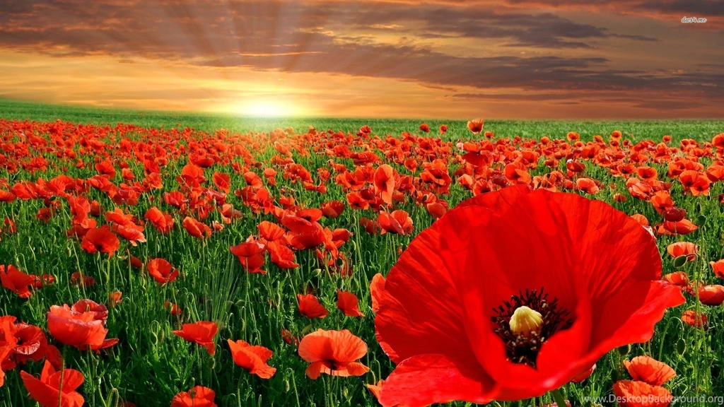 Poppy Red Flower Wallpapers