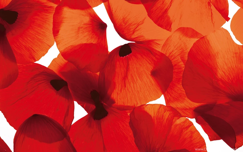 Poppy Wallpapers Red Wallpapers