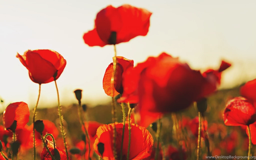 Poppy Computer Wallpapers, Desktop Backgrounds
