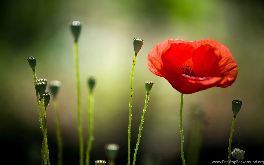 Download Poppy Flowers Wallpapers HD 6832 1920x1200 Px High ...