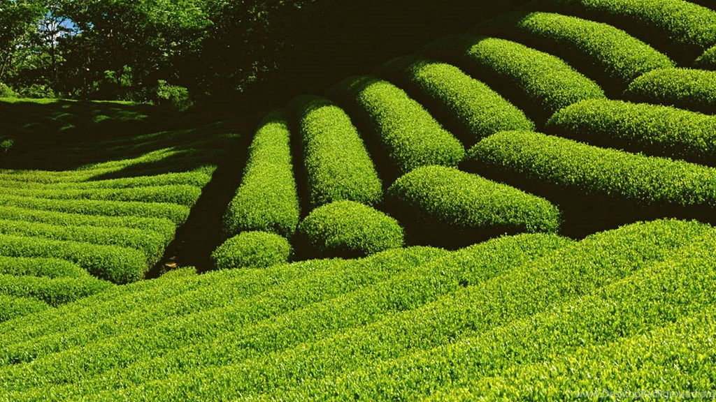 Nature Farm Screensaver Desktop Wallpapers Zibrato