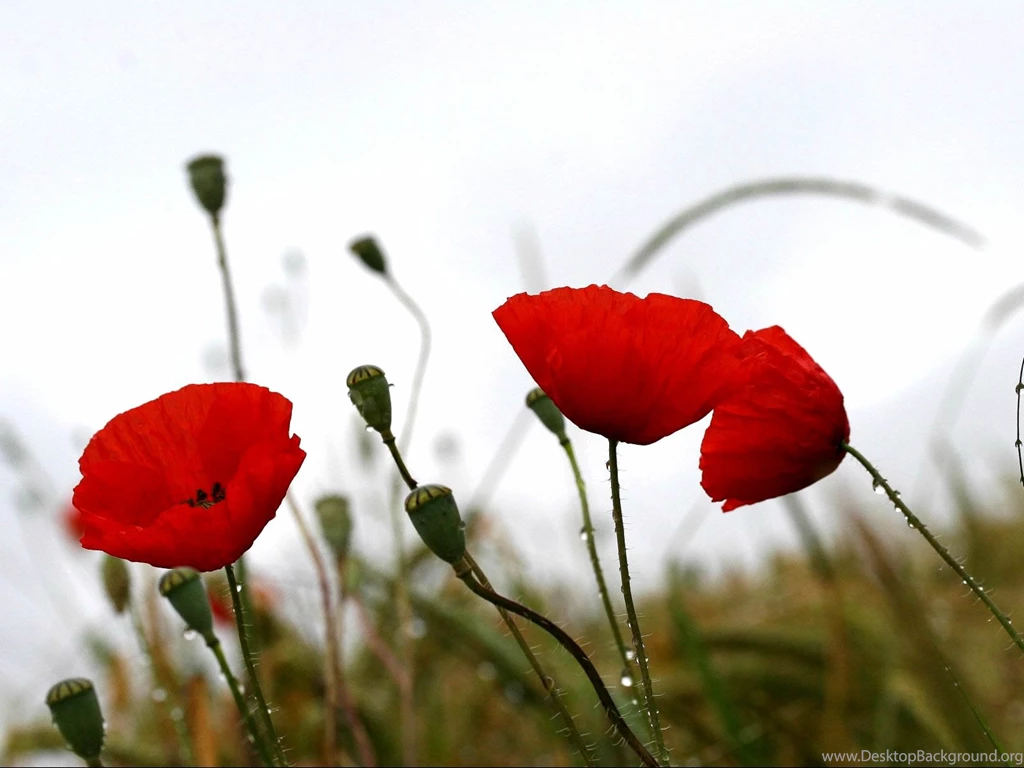 Poppy Post