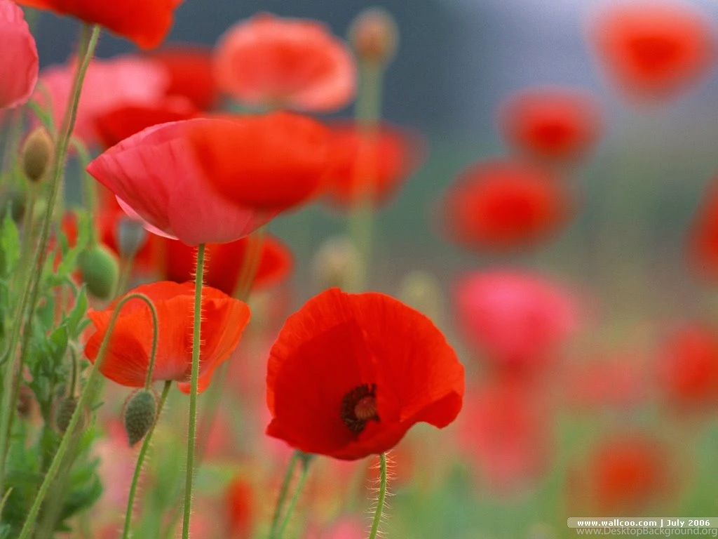Poppies Flowers Wallpapers Poppies Flowers Wallpapers Poppies ...