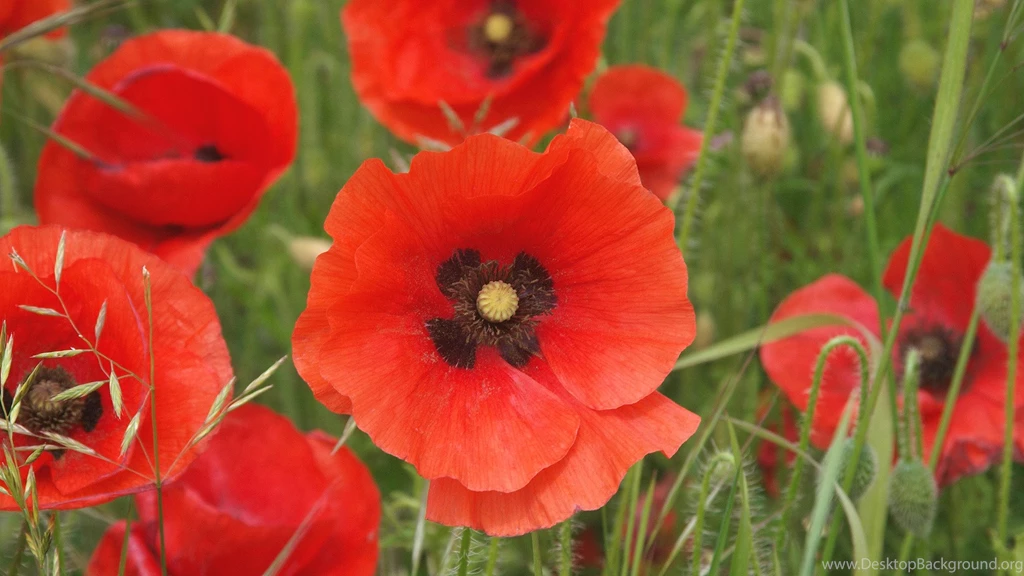 Poppy Widescreen Wallpapers
