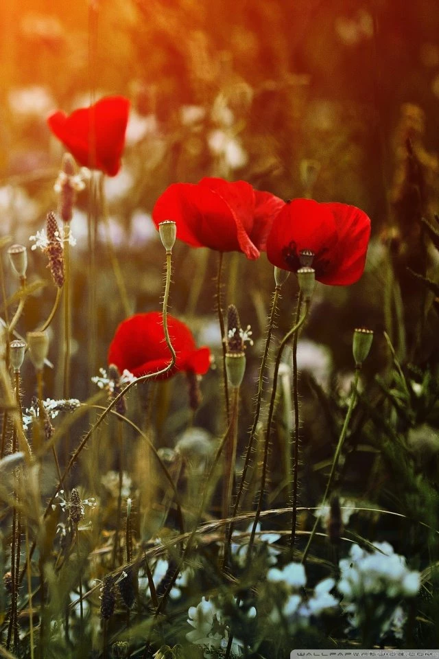 Red Poppies Desktop HD Desktop Wallpapers : Widescreen : High ...