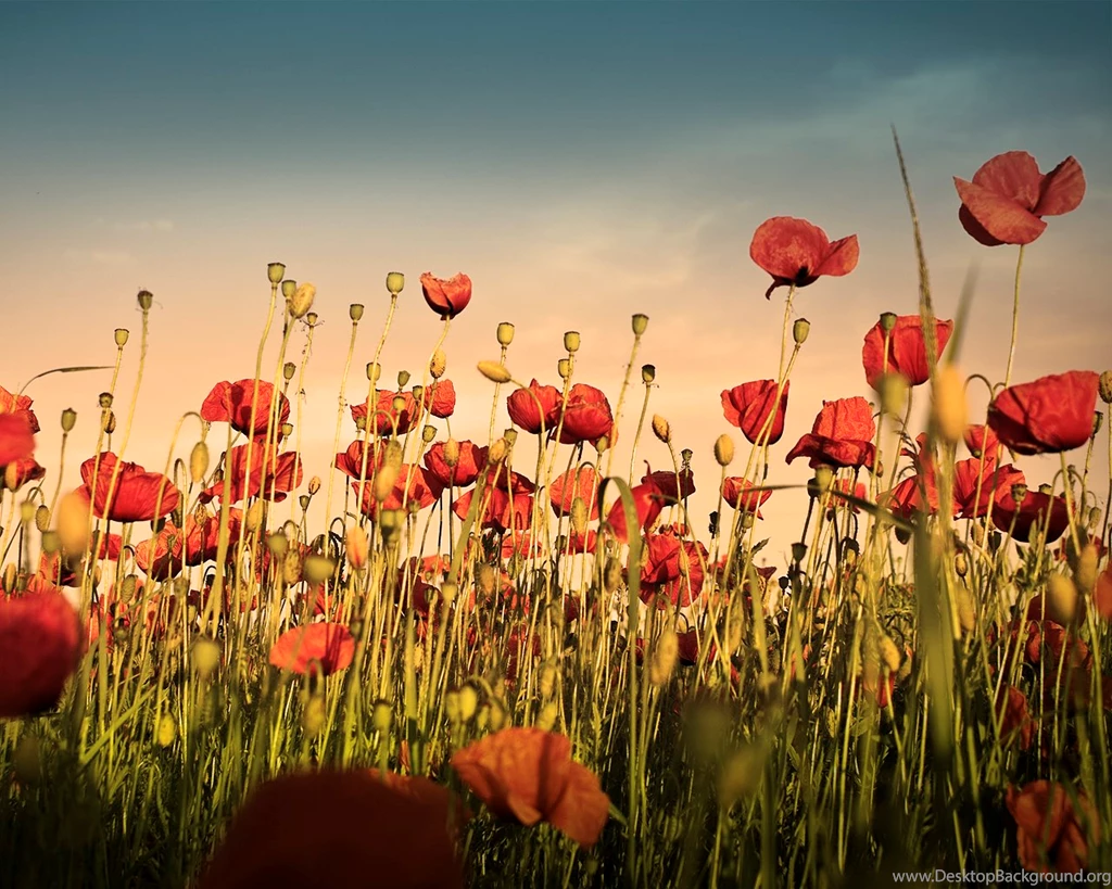 60 Beautiful Flowers Wallpapers [Wallpapers Wednesday]