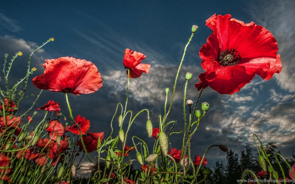 RED POPPY WALLPAPER   (