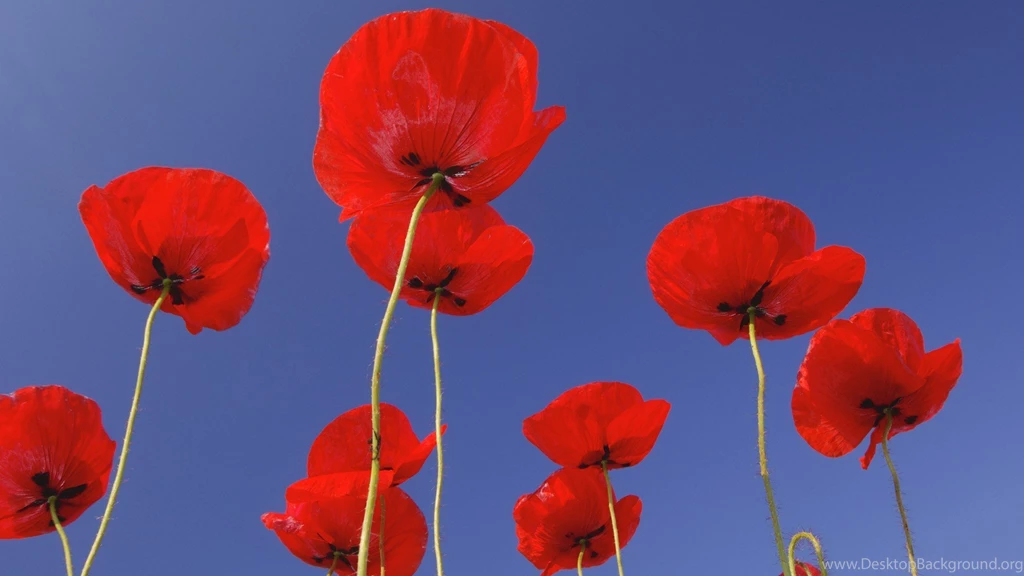 Red Flowers Germany Opium Poppy Wallpapers