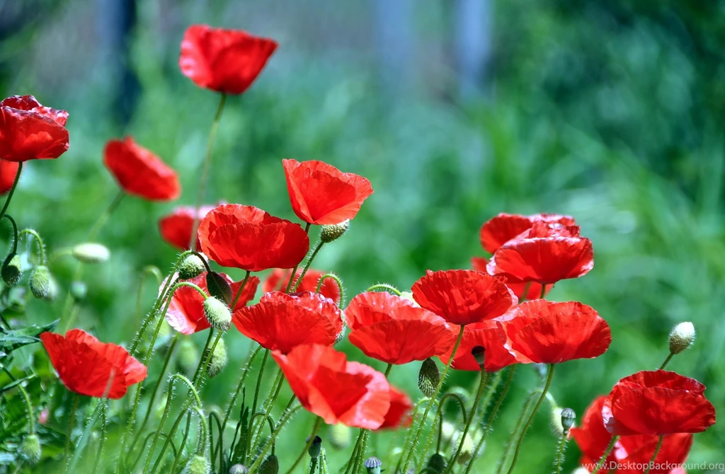 RED POPPIES WALLPAPER (