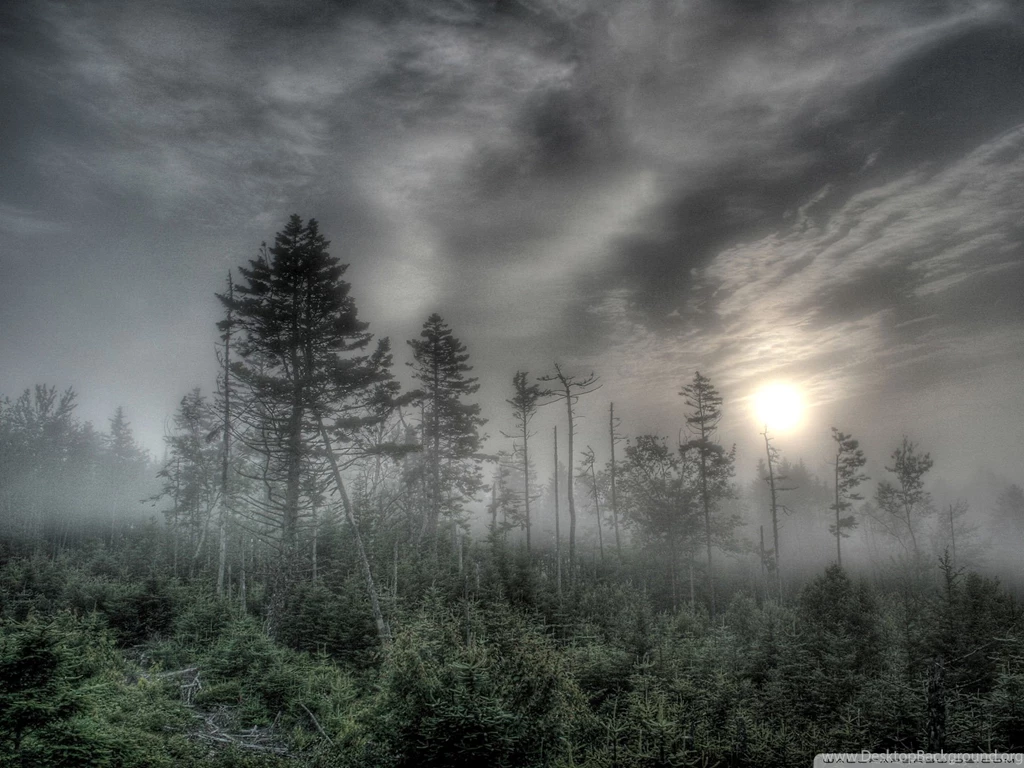 Foggy Forest Ang Grey Sky 1920x1440px