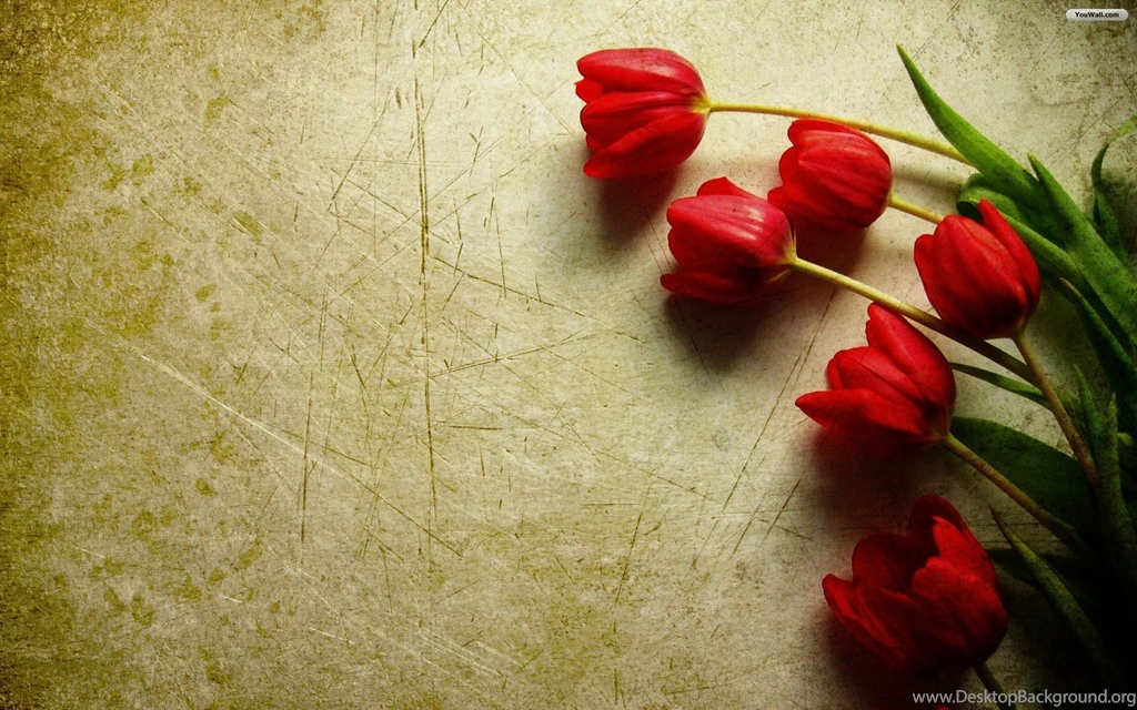 Red Tulips Wallpapers HD Images New