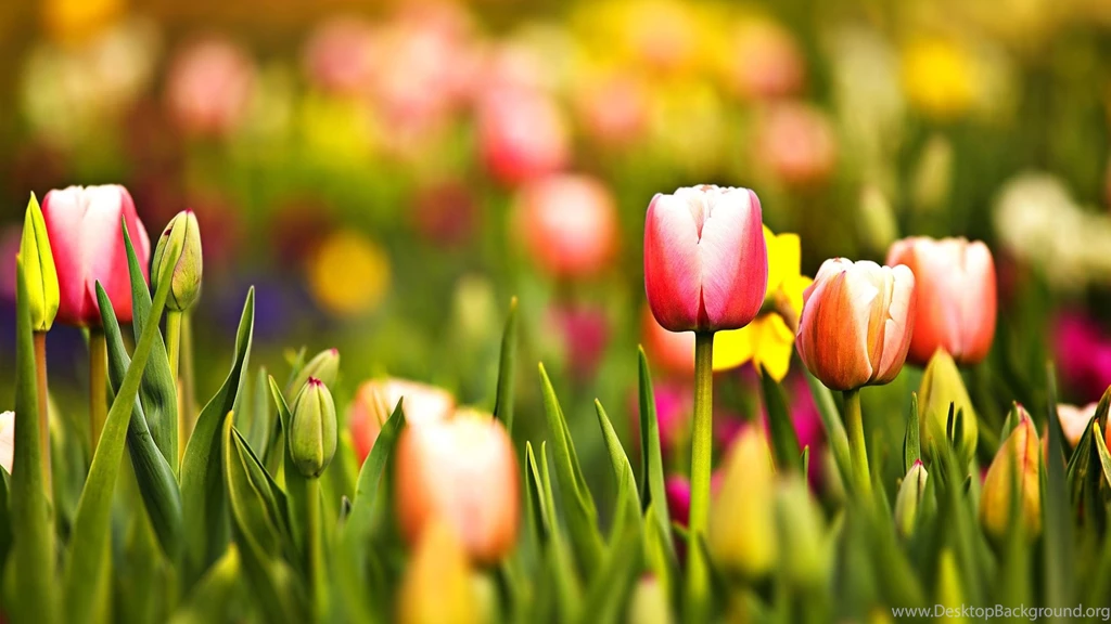 1920x1080 Multicoloured Spring Tulips Desktop PC And Mac Wallpapers