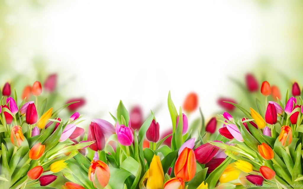 Digital Tulips Wallpaper Backgrounds 2299 2560x1600 UMad.com