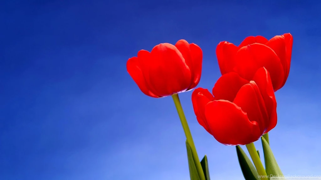 Tulips HD Desktop Wallpapers : Widescreen : High Definition ...