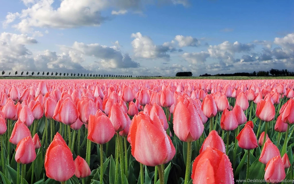 Tulips Wallpapers High Quality