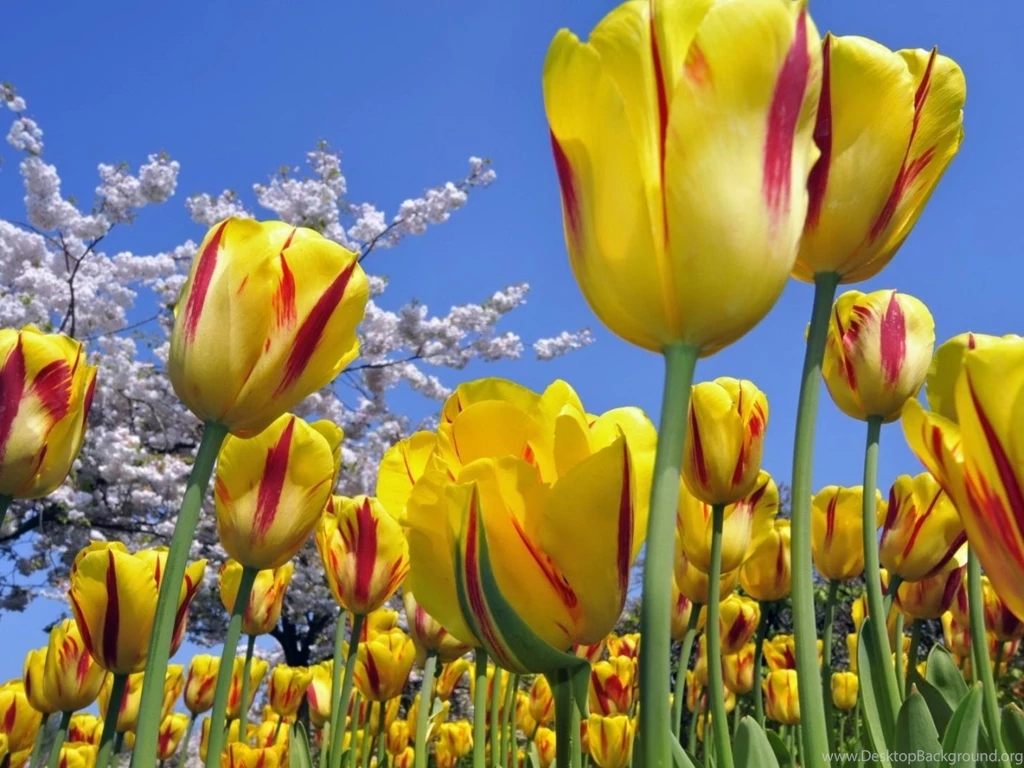 Download Wallpapers 1280x960 Tulips, Flowers, Field, Tree, Flower ...