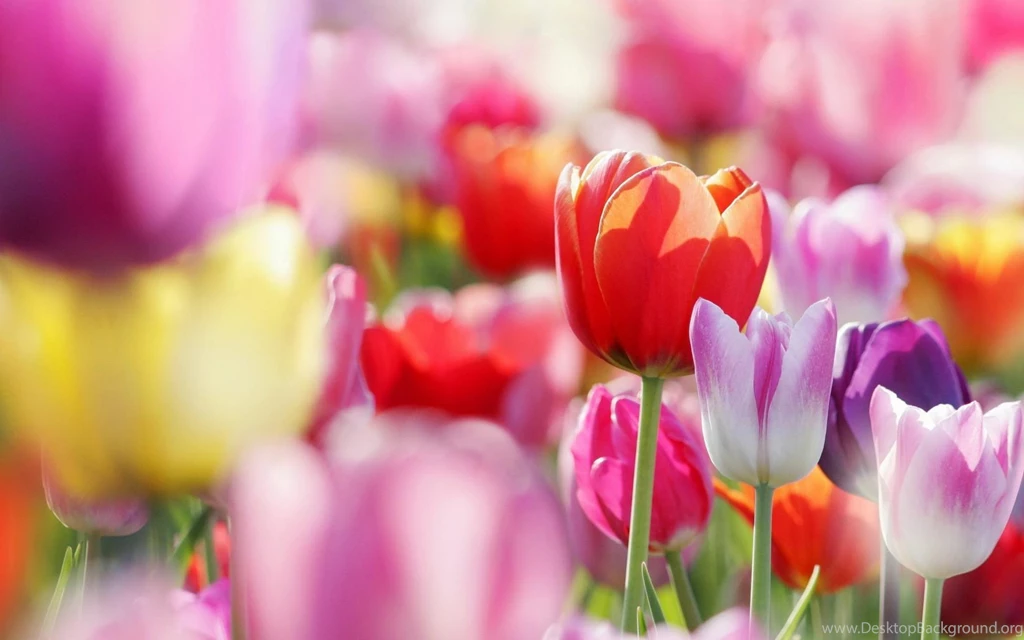 Download Wallpapers 3840x2400 Tulips, Flowers, Bright, Colorful ...