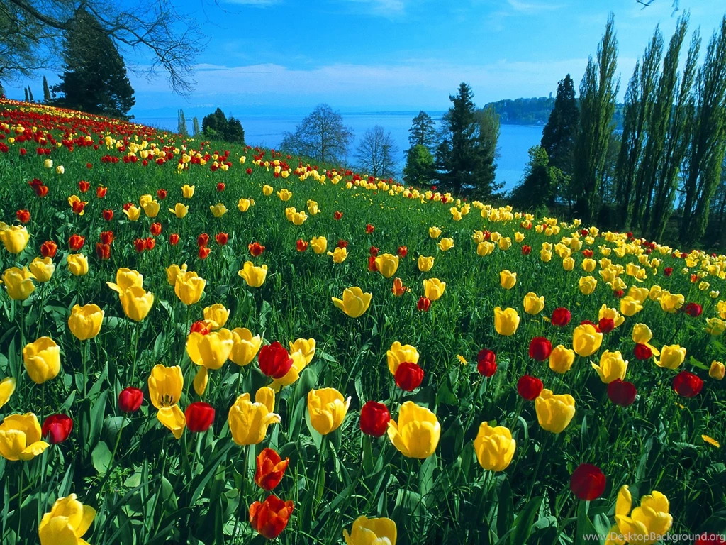 Field Of Tulips Germany HD Wallpapers