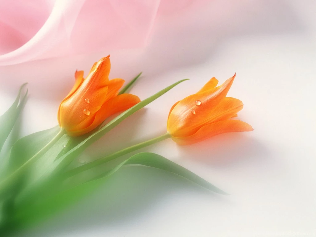 Wallpapers Tulips Flowers Image