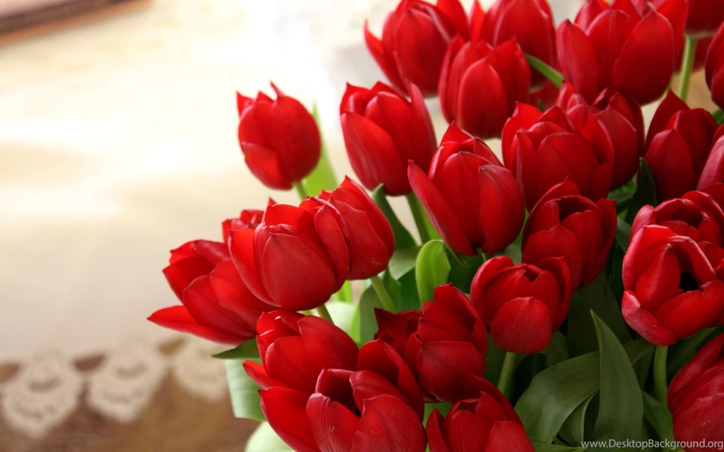 Red And White Tulips Wallpapers   HD Images New
