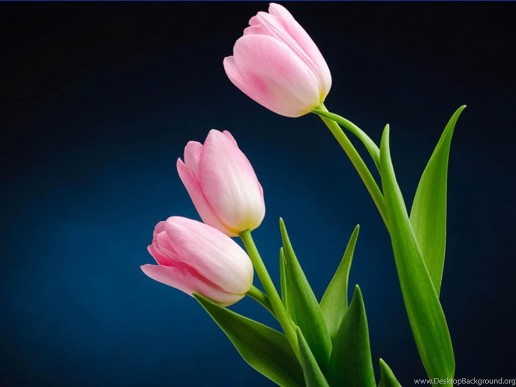 Find Best Wallpapers For Your Desktop & Mobile