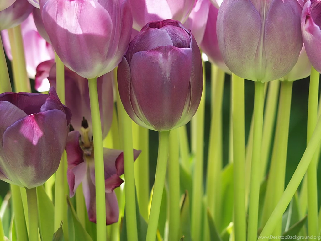 Wallpapers Tulips Flowers Image