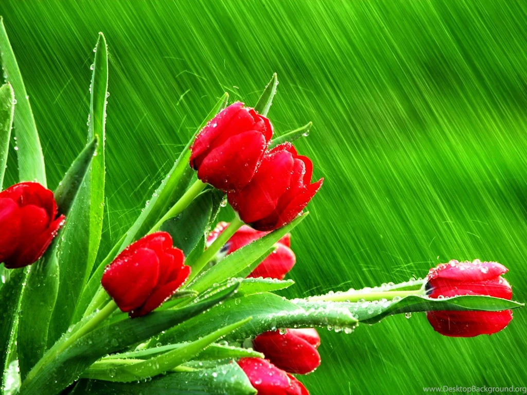 Tulips Wallpapers Tulips In The Rain Photos Of Beautiful Colors ...