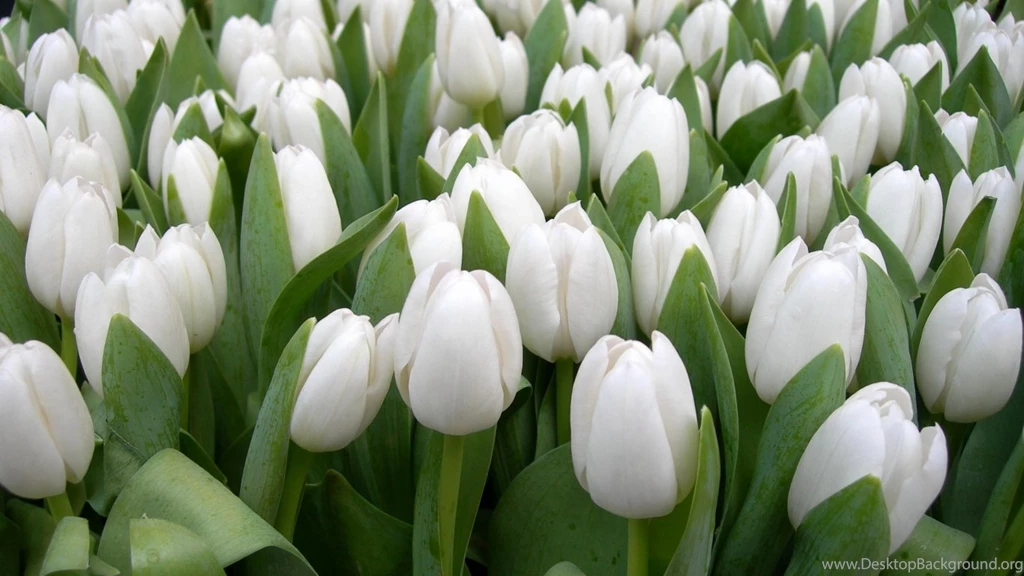 Download Wallpapers 1366x768 Tulips, Flowers, White, Spring, Beauty ...