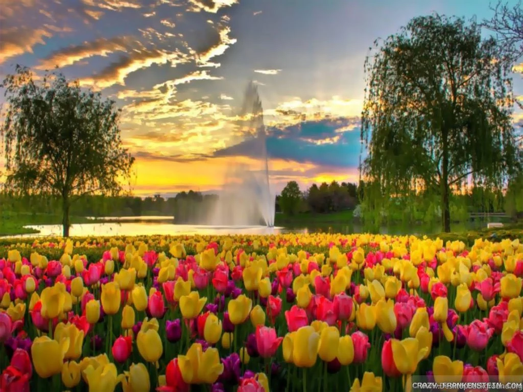 Flower Park Wallpapers 2 Crazy Frankenstein