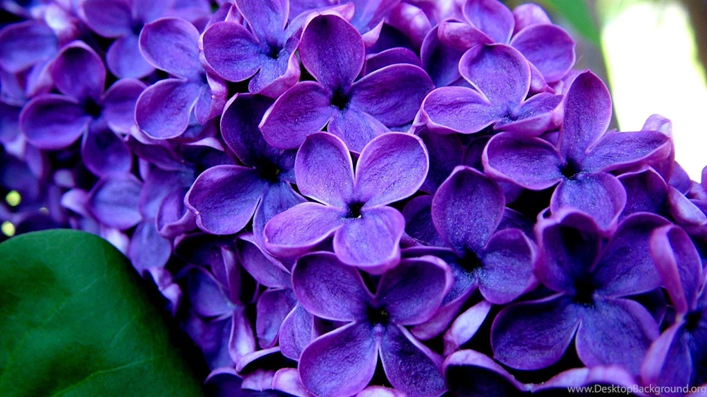 Purple Flower Wallpapers Hd Images New Desktop Background