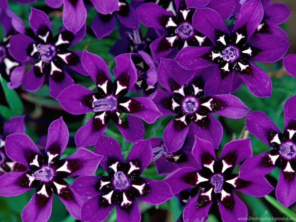 Purple Flower Wallpapers Wallpapers Cave