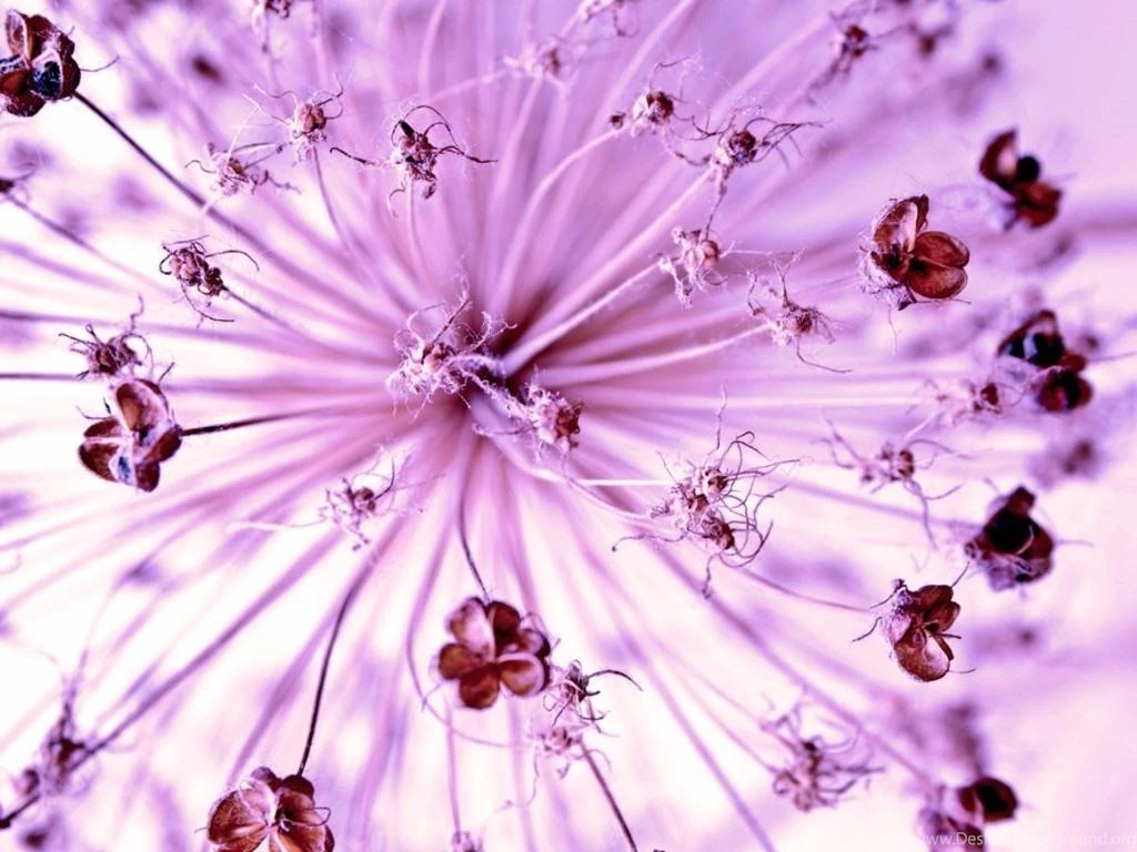 Justpict.com Purple Flower Abstract Wallpapers