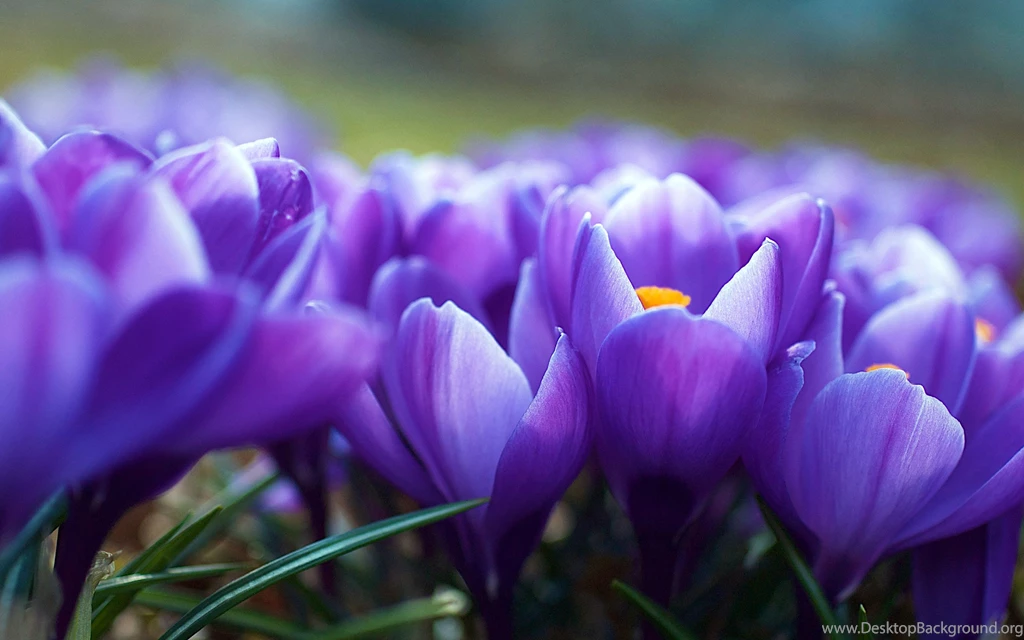 Purple Flower With Drops & You Like This Flower Desktop Wallpapers