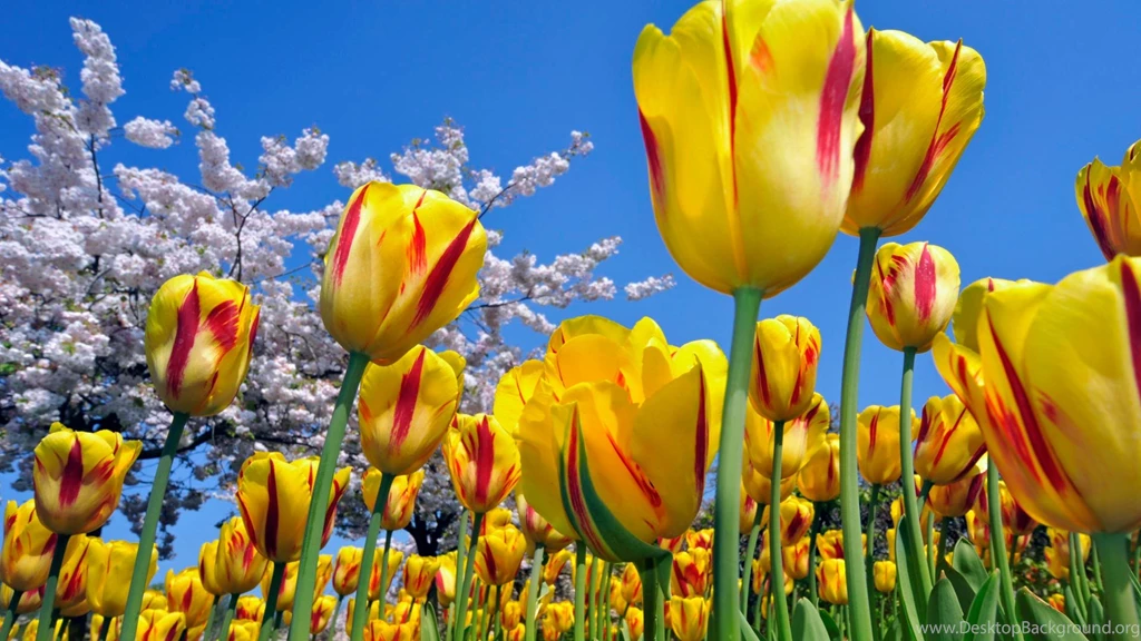 HD Flowers Widescreen Desktop Wallpapers