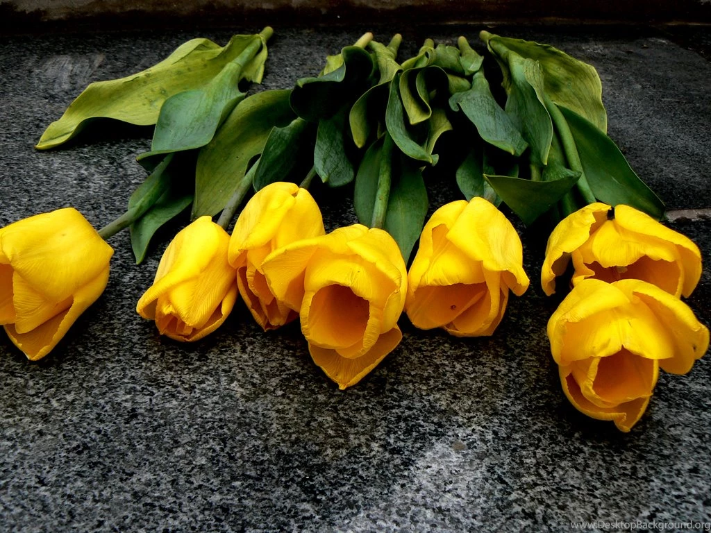 Yellow Flowers HD (High Definition) Wallpapers