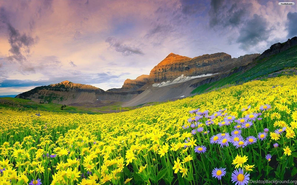 Valley Of Flowers Wallpapers 832105