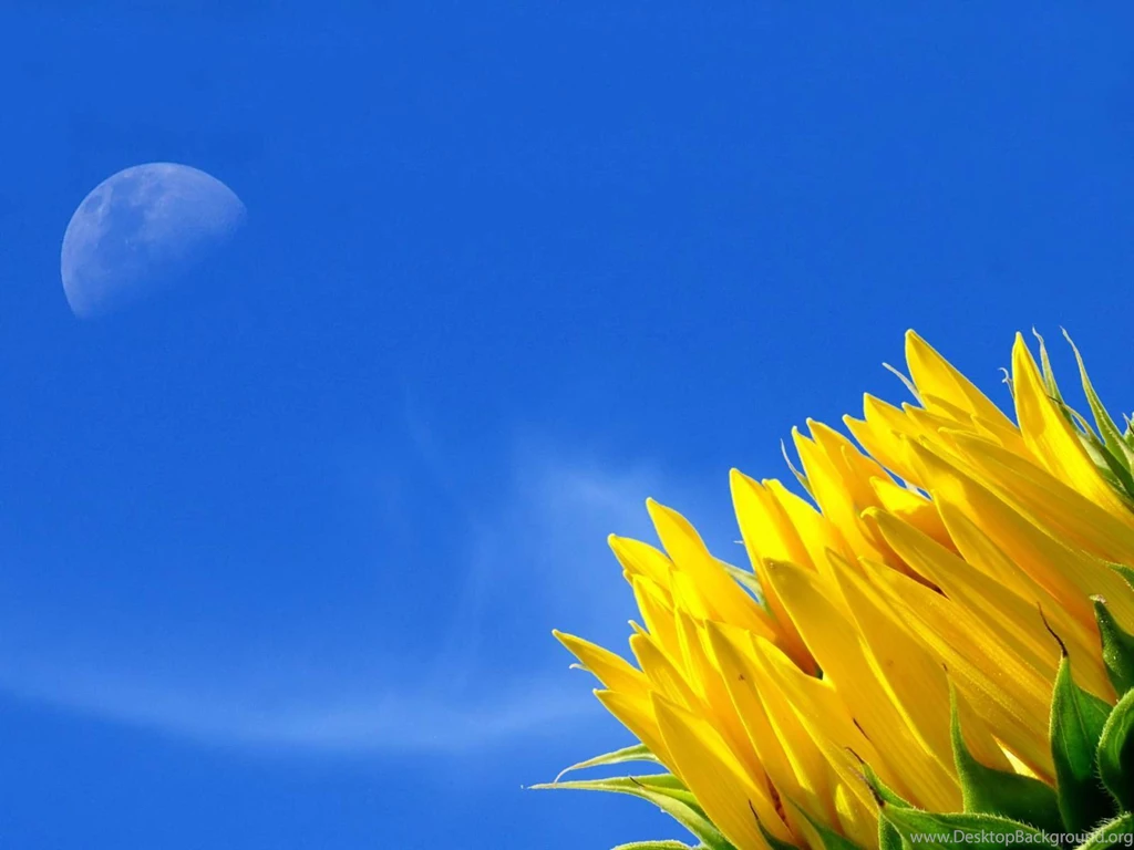 Yellow Flower Wallpapers