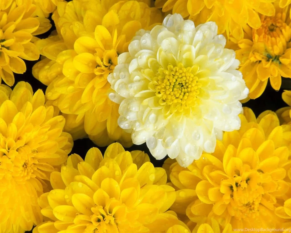 Justpict.com Beautiful Yellow Flowers Wallpapers